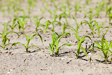 Image showing young sprout of corn  