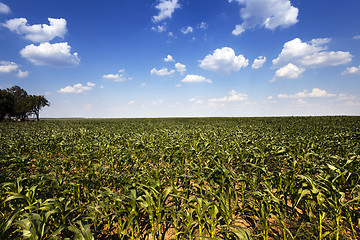 Image showing  green corn sprouted