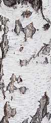 Image showing birch bark background