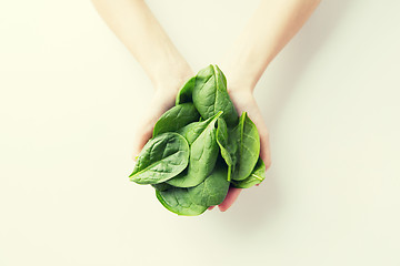 Image showing close up of woman hands holding spinach