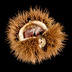 Image showing Chestnuts on a black reflective background