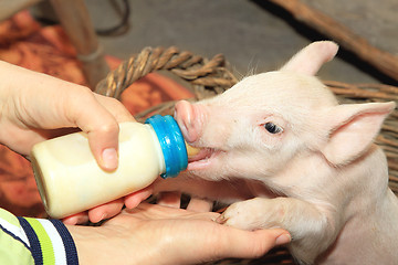 Image showing Bottle Feed Piglet