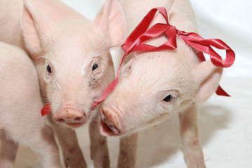 Image showing Playing Piglets