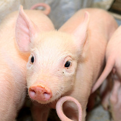 Image showing Small Pig