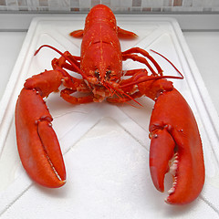 Image showing Lobster