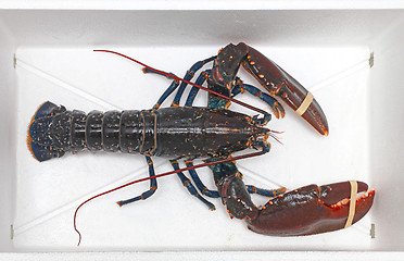 Image showing Live Lobster