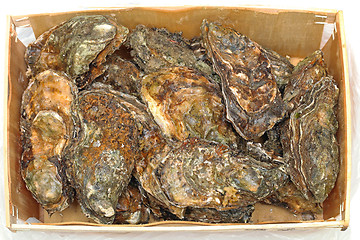 Image showing Oysters in Crate