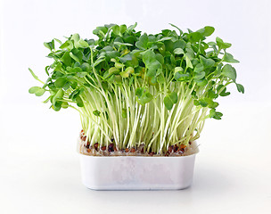 Image showing Watercress in Tray