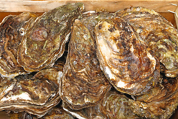 Image showing Oysters