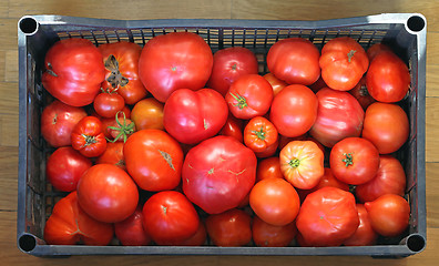 Image showing Organic Tomato