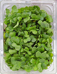 Image showing Watercress