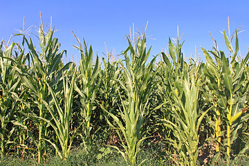 Image showing Corn Maize