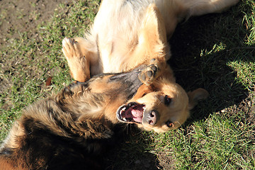 Image showing two dogs are fighting