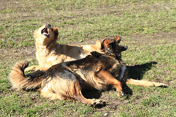 Image showing two dogs are fighting