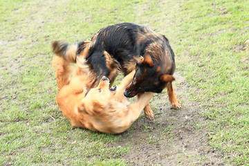Image showing two dogs are fighting