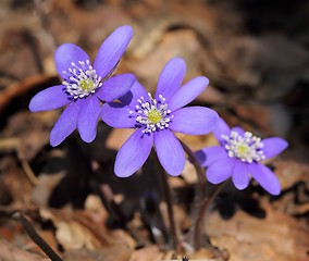 Image showing Anemone hepatica