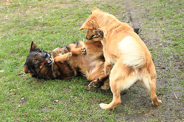 Image showing two dogs are fighting