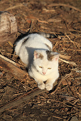 Image showing white homeless cat is resting
