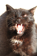 Image showing black cat with open mouth