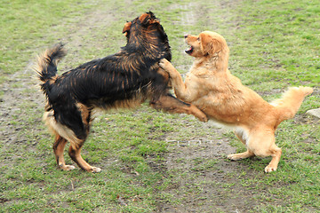 Image showing two dogs are fighting