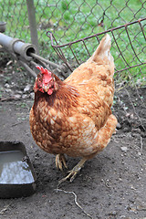 Image showing red hen 2 year old 