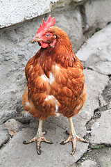 Image showing red hen 2 year old 