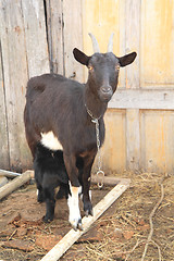 Image showing black goat nursing her babies