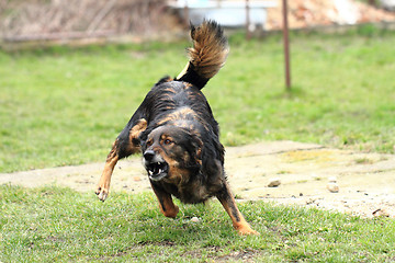 Image showing dog is fighting