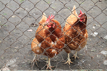 Image showing red hens 2 year old 