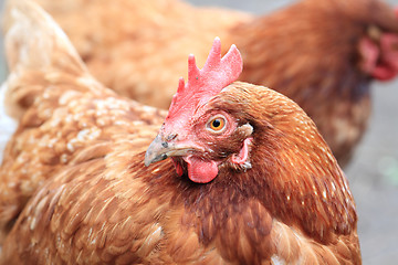 Image showing detail of hen (head) 