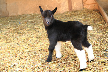 Image showing black goat kid 