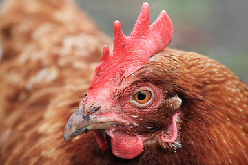 Image showing detail of hen (head) 