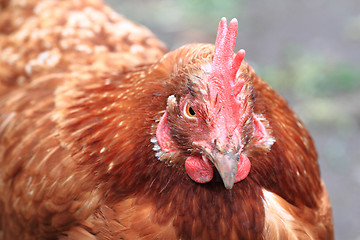 Image showing detail of hen (head) 