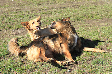 Image showing two dogs are fighting