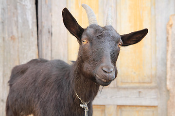 Image showing black goat head