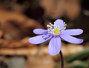 Image showing Anemone hepatica