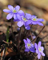 Image showing Anemone hepatica