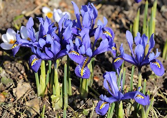 Image showing Iris pumila