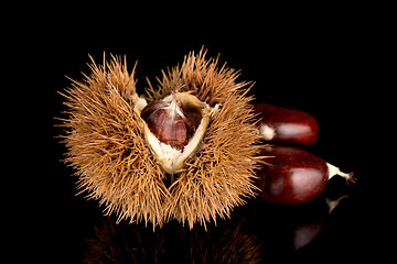 Image showing Chestnuts on a black reflective background