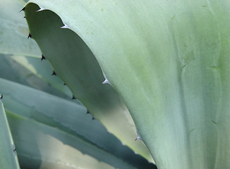 Image showing agave