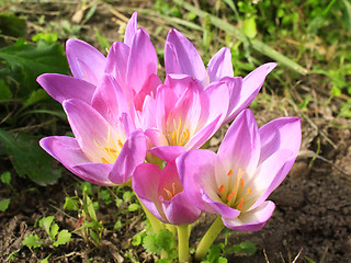 Image showing pink flowers of colchicum autumnale