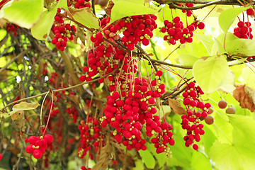 Image showing branches of red ripe schisandra 