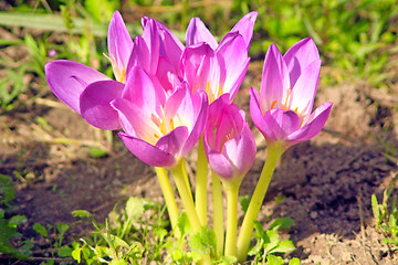 Image showing little bush of flowers of colchicum autumnale