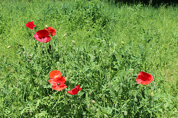 Image showing beautiful flowers of red poppy