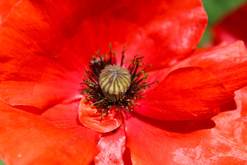 Image showing beautiful big flower of red poppy