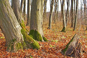 Image showing Hornbeam trunks in autumn