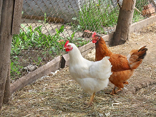 Image showing Hens on the poultry yard
