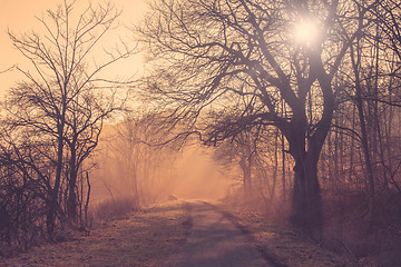 Image showing Path in a forest at sunrise