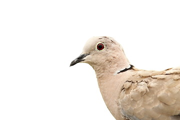 Image showing turtledove portrait over white