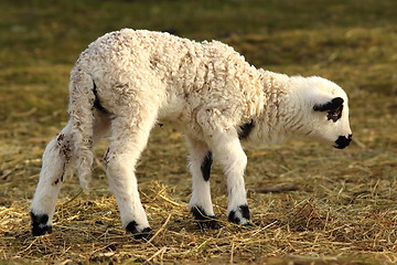 Image showing young white lamb